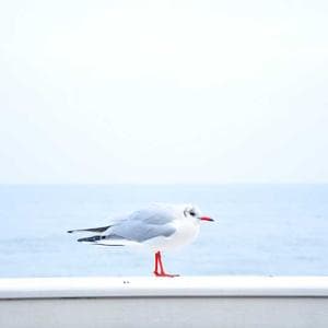 Community gallery image picsum11